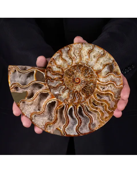 L'interno della Bellezza Paleontologica: Cleoniceras