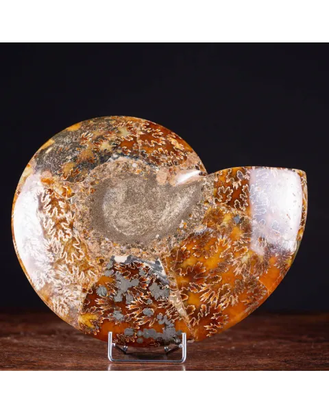L'interno della Bellezza Paleontologica: Cleoniceras