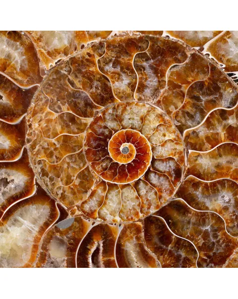 L'interno della Bellezza Paleontologica: Cleoniceras