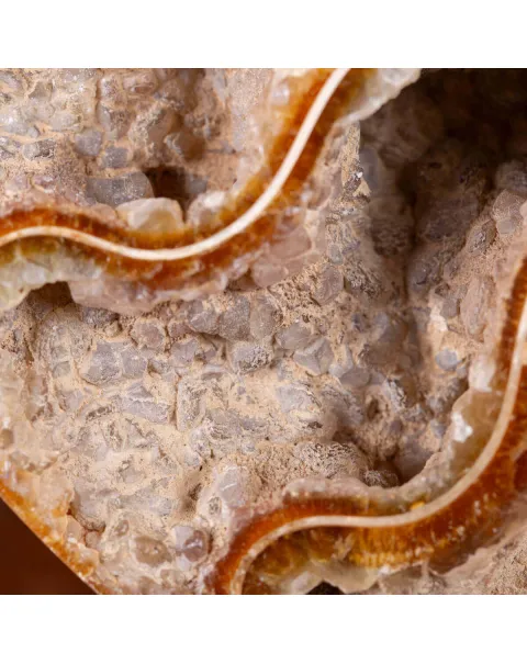 L'interno della Bellezza Paleontologica: Cleoniceras