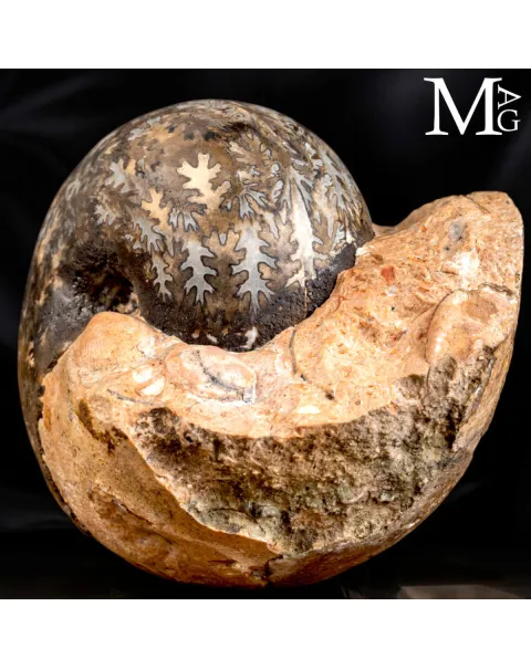 Brouwerites Intermedius – Ammonite Triassica di Timor.
