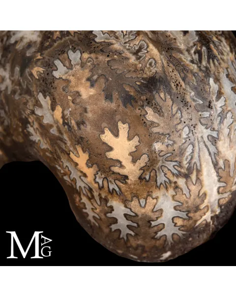 Brouwerites Intermedius – Ammonite Triassica di Timor.