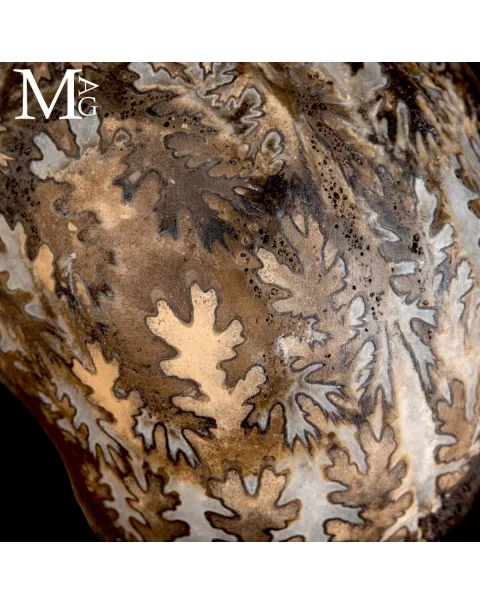 Brouwerites Intermedius – Ammonite Triassica di Timor.