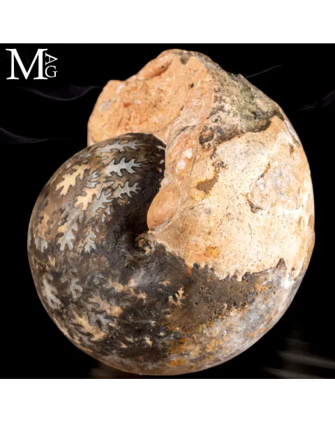 Brouwerites Intermedius – Ammonite Triassica di Timor.