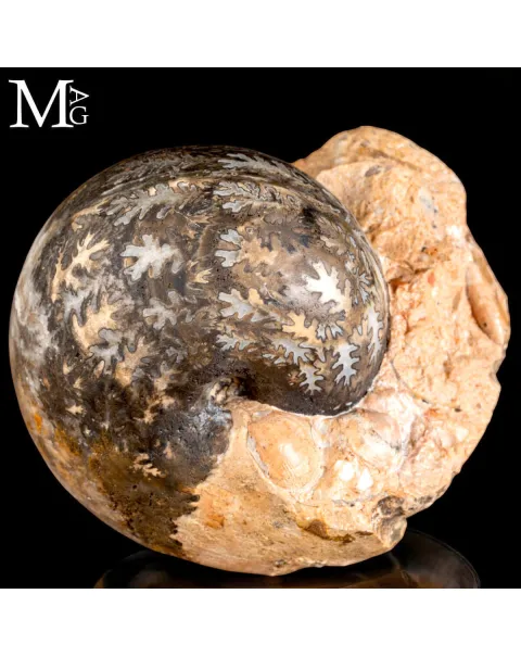 Brouwerites Intermedius – Ammonite Triassica di Timor.