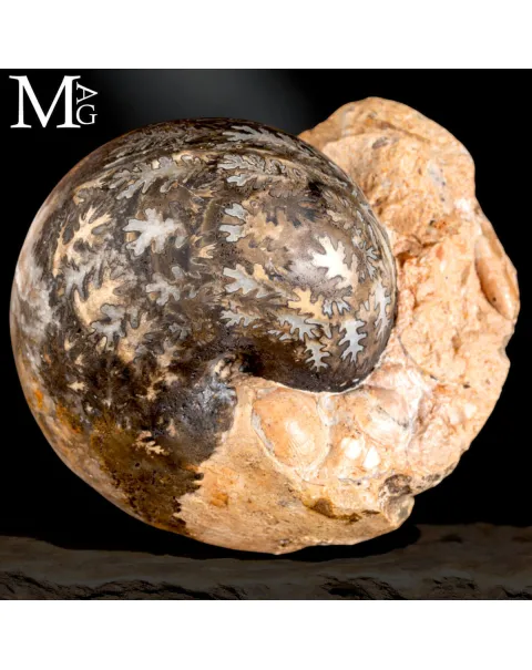 Brouwerites Intermedius – Ammonite Triassica di Timor.