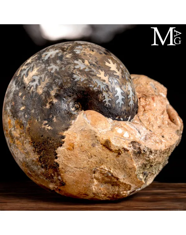 Brouwerites Intermedius – Ammonite Triassica di ...