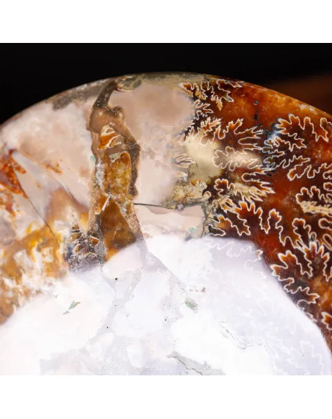 L'Antico Mare Risplende: Ammonite di Tulear, Madagascar.