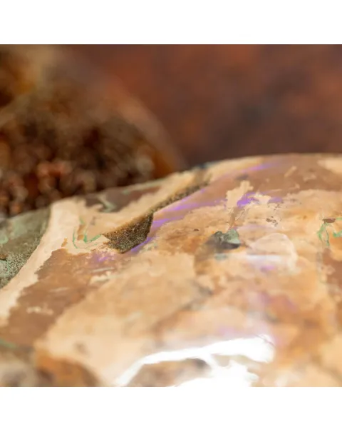 L'Antico Mare Risplende: Ammonite di Tulear, Madagascar.