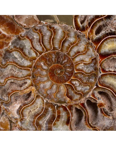 L'Antico Mare Risplende: Ammonite di Tulear, Madagascar.