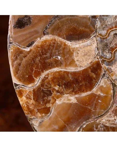 L'Antico Mare Risplende: Ammonite di Tulear, Madagascar.