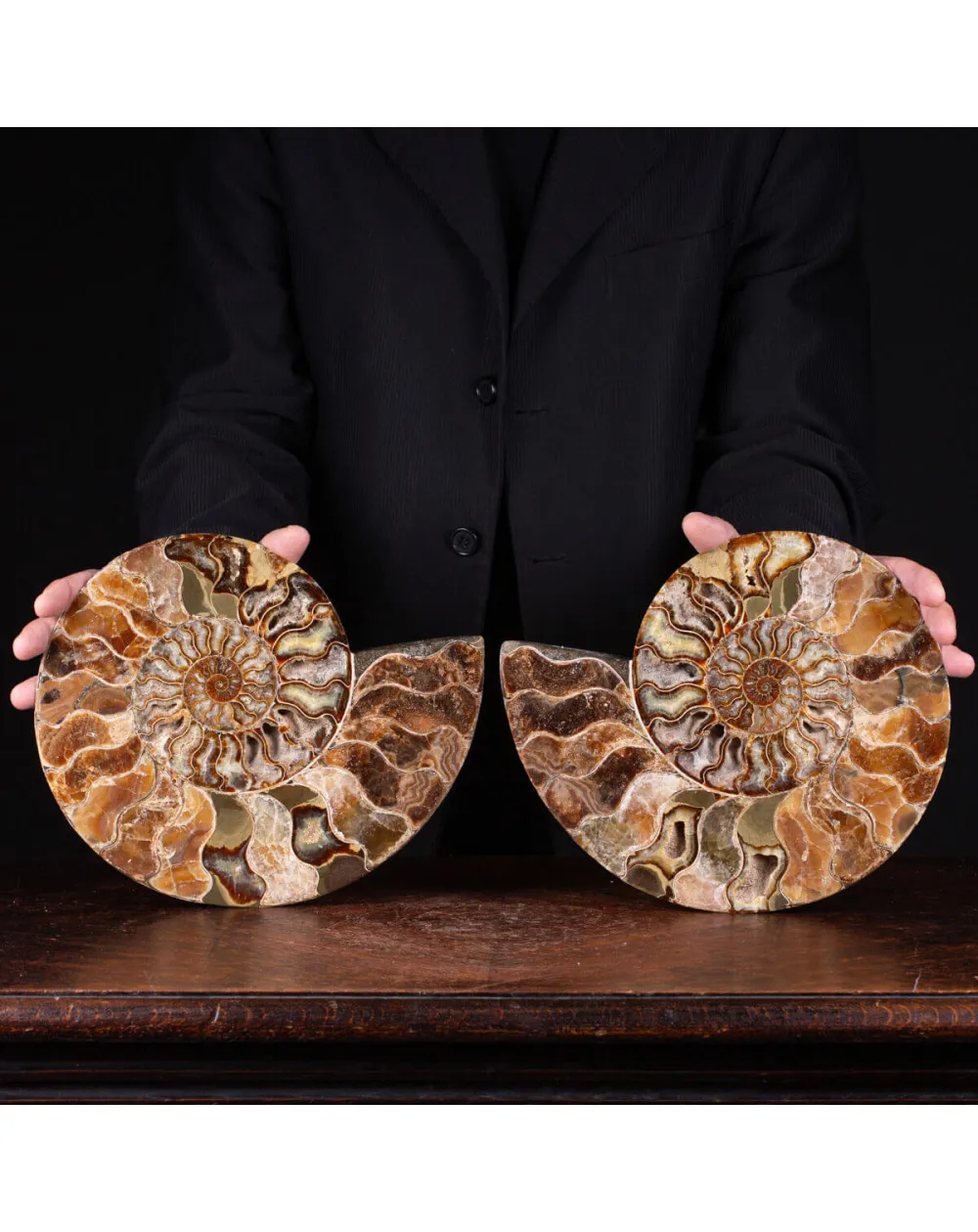 L'Antico Mare Risplende: Ammonite di Tulear, Madagascar.