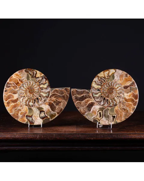 L'Antico Mare Risplende: Ammonite di Tulear, Madagascar.