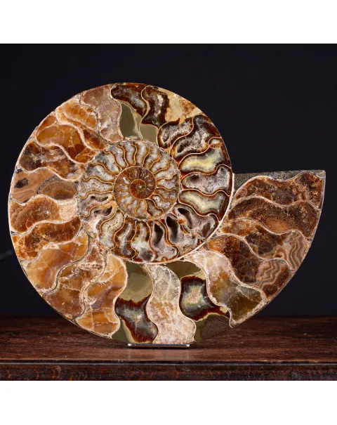 L'Antico Mare Risplende: Ammonite di Tulear, Madagascar.
