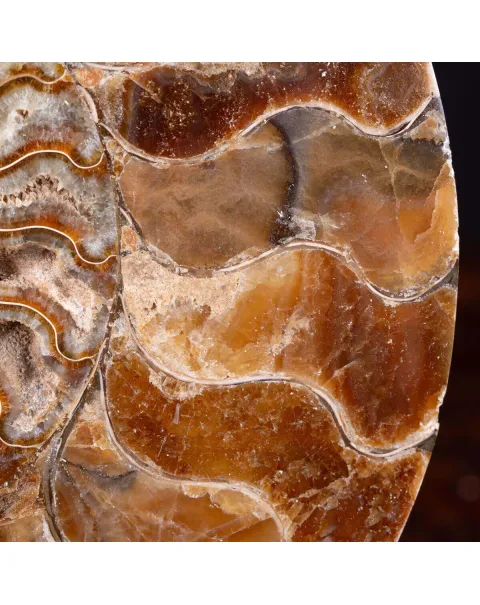 L'Antico Mare Risplende: Ammonite di Tulear, Madagascar.