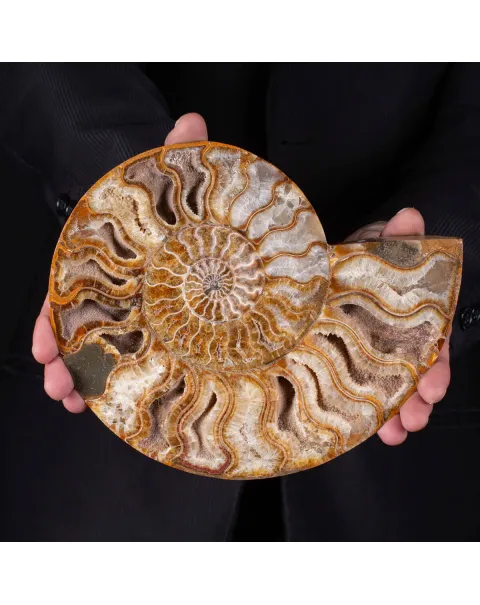 Ammonite Giurassica: Oxfordiano , Madagascar