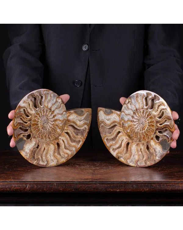 Ammonite Giurassica: Oxfordiano , Madagascar