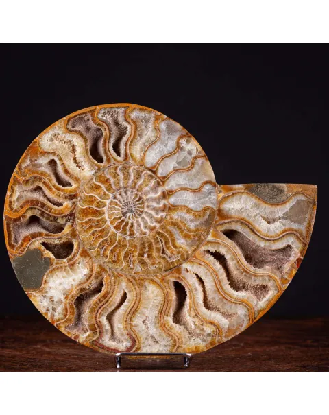 Ammonite Giurassica: Oxfordiano , Madagascar
