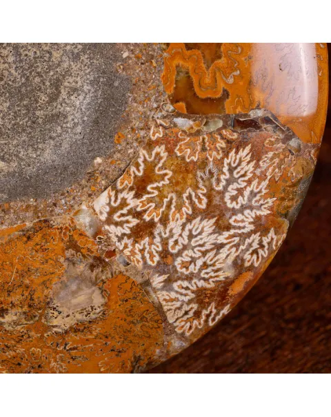 Ammonite Giurassica: Oxfordiano , Madagascar