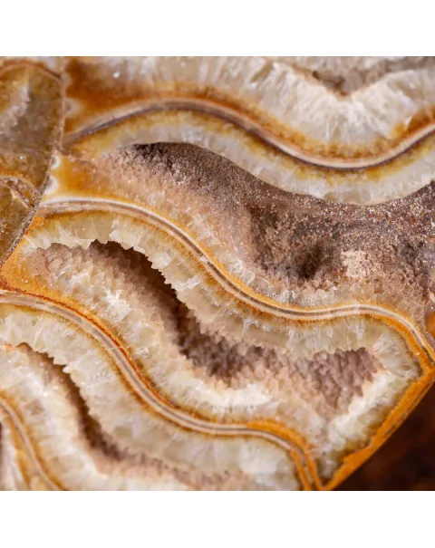 Ammonite Giurassica: Oxfordiano , Madagascar