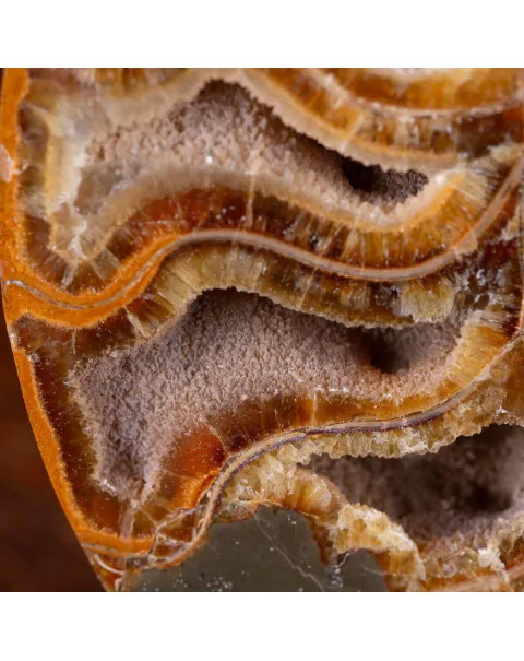 Ammonite Giurassica: Oxfordiano , Madagascar