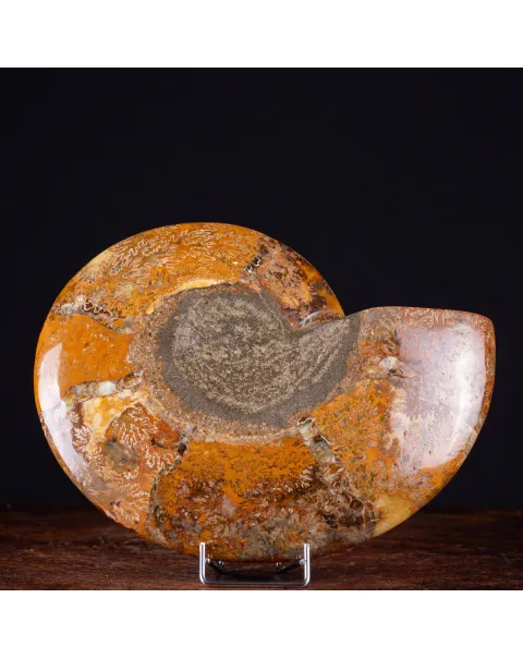 Ammonite Giurassica: Oxfordiano , Madagascar