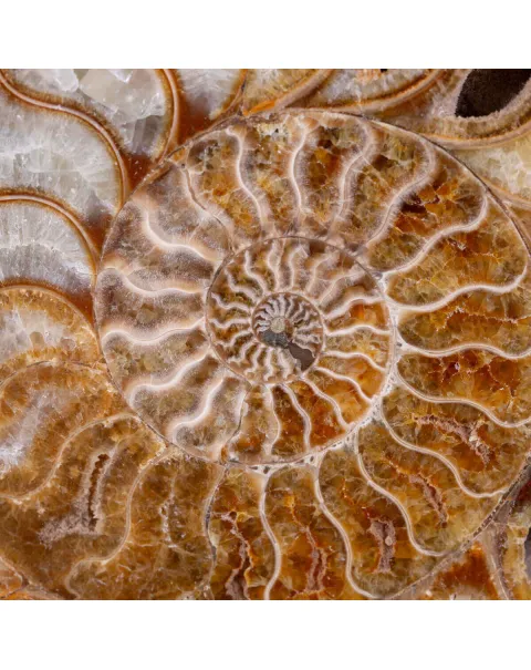 Ammonite Giurassica: Oxfordiano , Madagascar