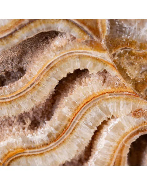 Ammonite Giurassica: Oxfordiano , Madagascar