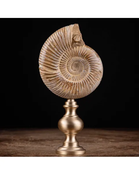 Fossile di ammonite di Perisphinctes del Madagascar su supporto in ottone.