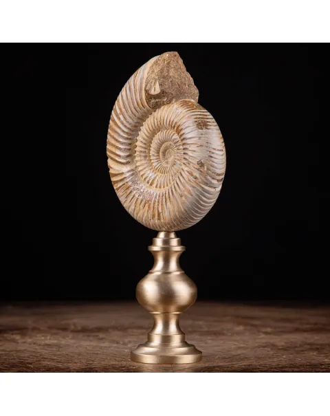 Fossile di ammonite di Perisphinctes del Madagascar su supporto in ottone.