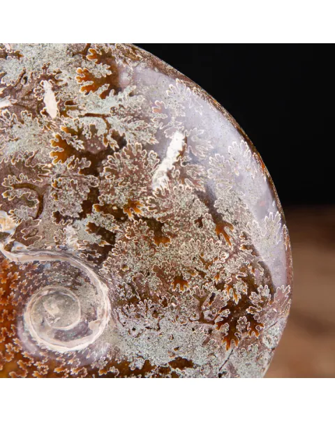 Ammonite Cleoniceras: natura con l'arte e il design