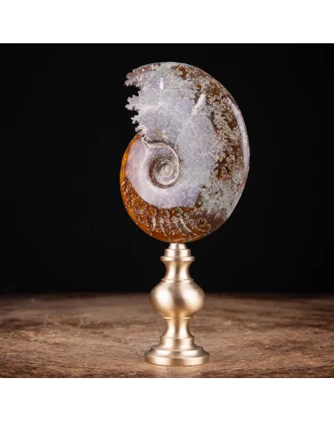 Ammonite Cleoniceras: natura con l'arte e il design