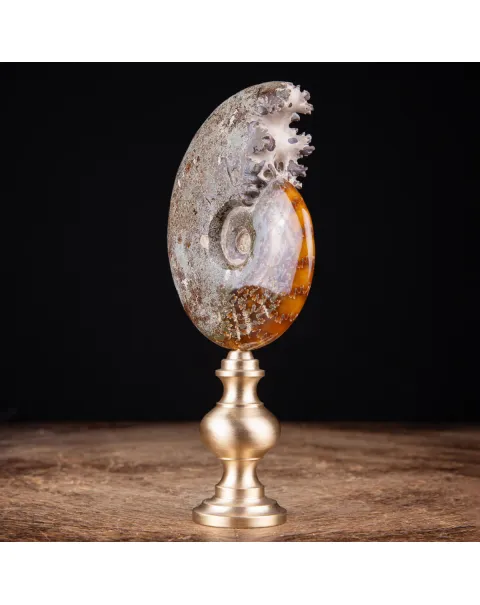 Ammonite Cleoniceras: natura con l'arte e il design