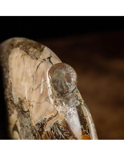 Splendida Esposizione di Fossili Marini del Cretaceo
