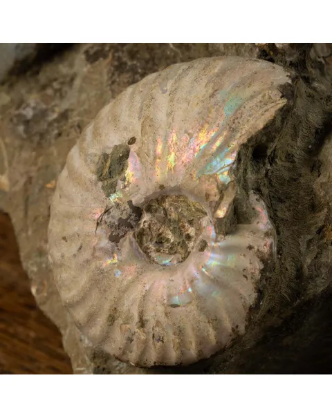 Splendida Esposizione di Fossili Marini del Cretaceo