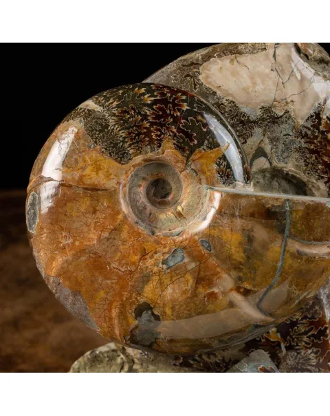 Splendida Esposizione di Fossili Marini del Cretaceo