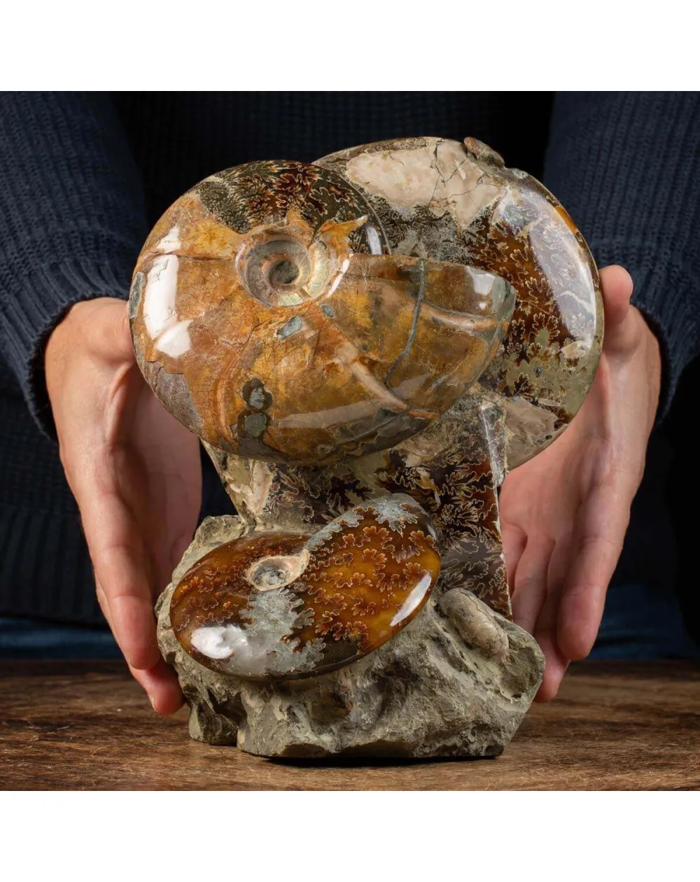 Splendida Esposizione di Fossili Marini del Cretaceo