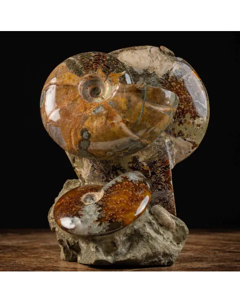 Splendida Esposizione di Fossili Marini del Cretaceo
