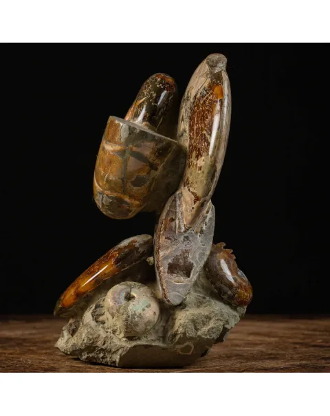 Splendida Esposizione di Fossili Marini del Cretaceo