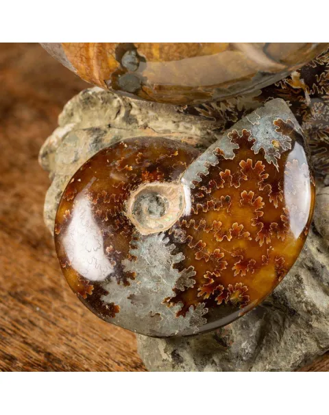 Splendida Esposizione di Fossili Marini del Cretaceo