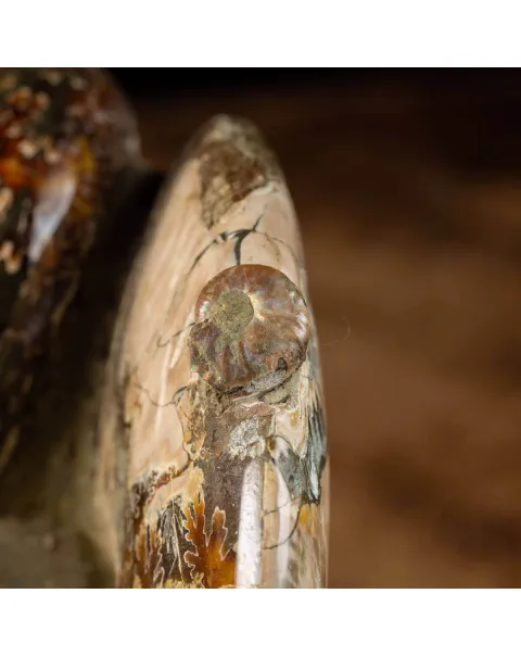 Splendida Esposizione di Fossili Marini del Cretaceo