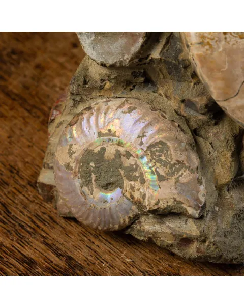 Ammoniti del Cretaceo Tesori Fossilizzati.