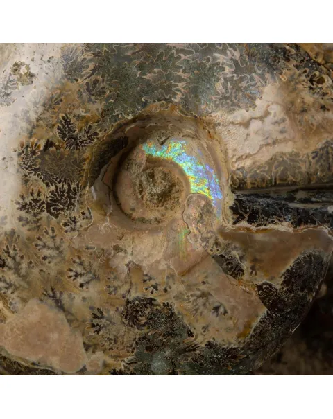 Ammoniti del Cretaceo Tesori Fossilizzati.