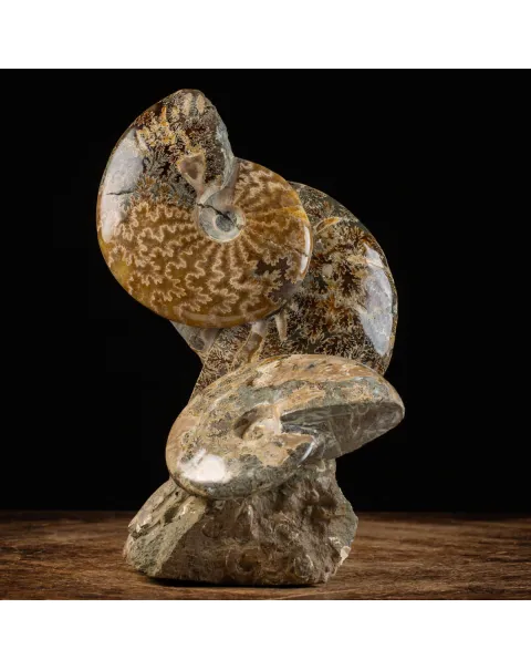 Ammoniti del Cretaceo Tesori Fossilizzati.
