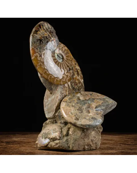 Ammoniti del Cretaceo Tesori Fossilizzati.