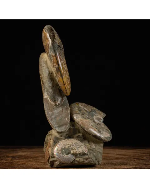 Ammoniti del Cretaceo Tesori Fossilizzati.