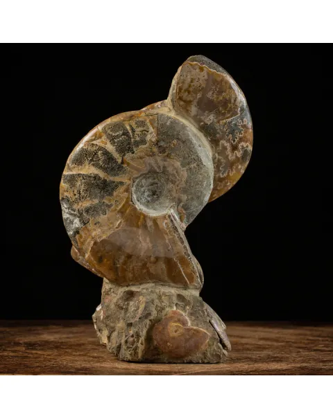 Ammoniti del Cretaceo Tesori Fossilizzati.