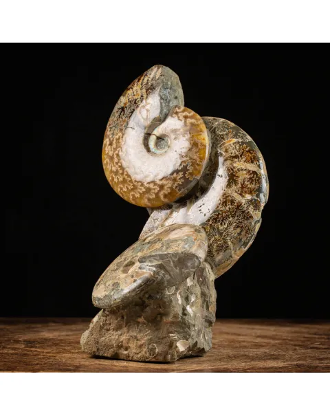 Ammoniti del Cretaceo Tesori Fossilizzati.