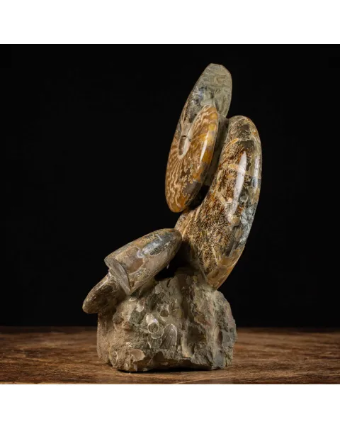 Ammoniti del Cretaceo Tesori Fossilizzati.