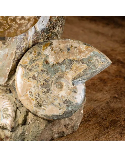 Ammoniti del Cretaceo Tesori Fossilizzati.